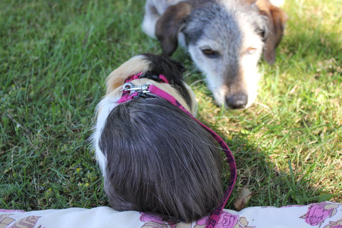 hund og marsvin hygge i sommerhuset  billede 20