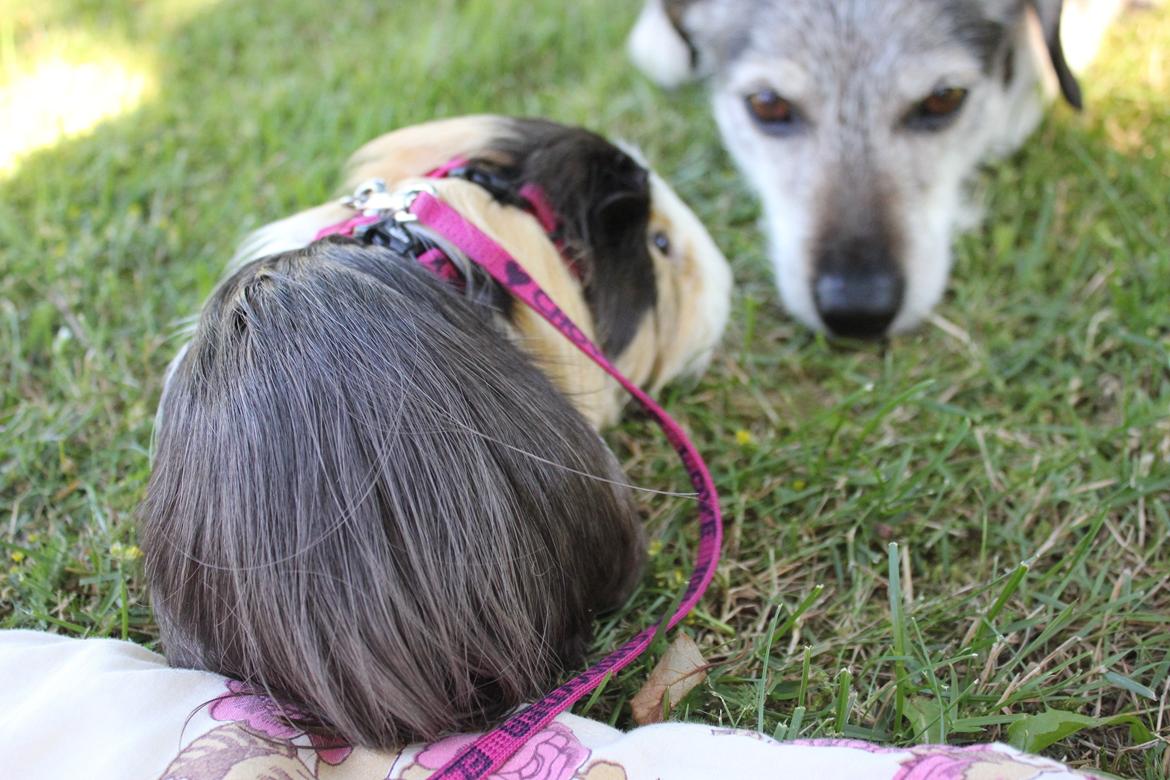 hund og marsvin hygge i sommerhuset  billede 21