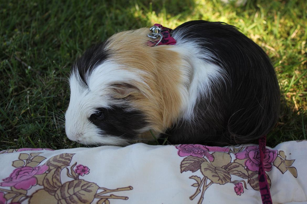 hund og marsvin hygge i sommerhuset  billede 22