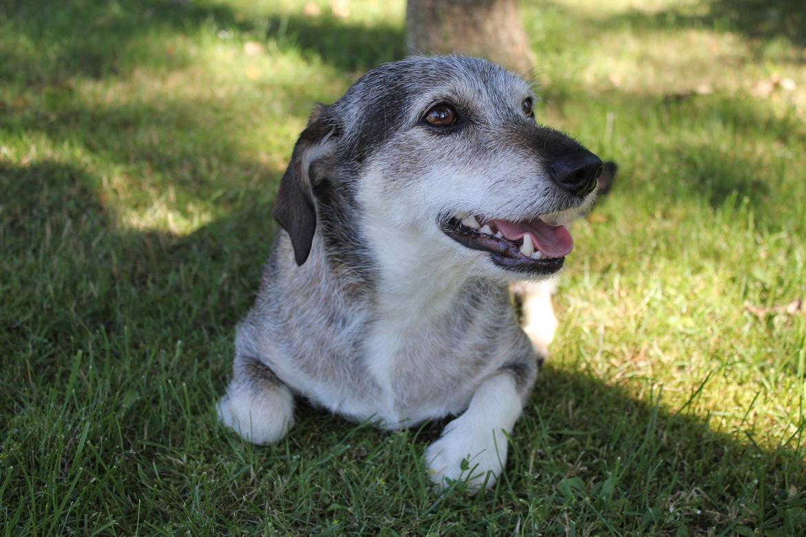 hund og marsvin hygge i sommerhuset  billede 23
