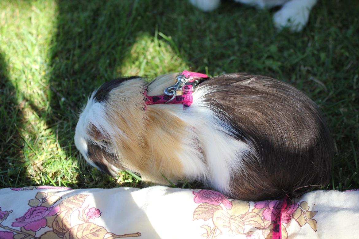 hund og marsvin hygge i sommerhuset  billede 24