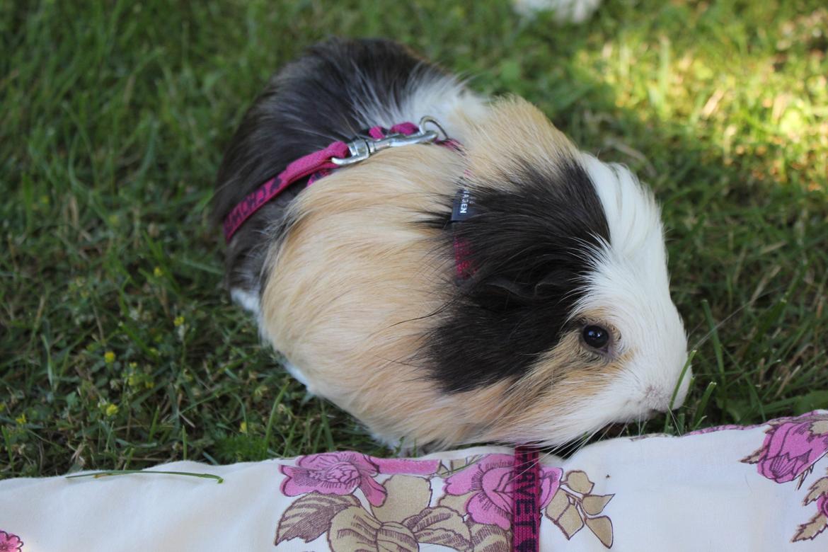 hund og marsvin hygge i sommerhuset  billede 25