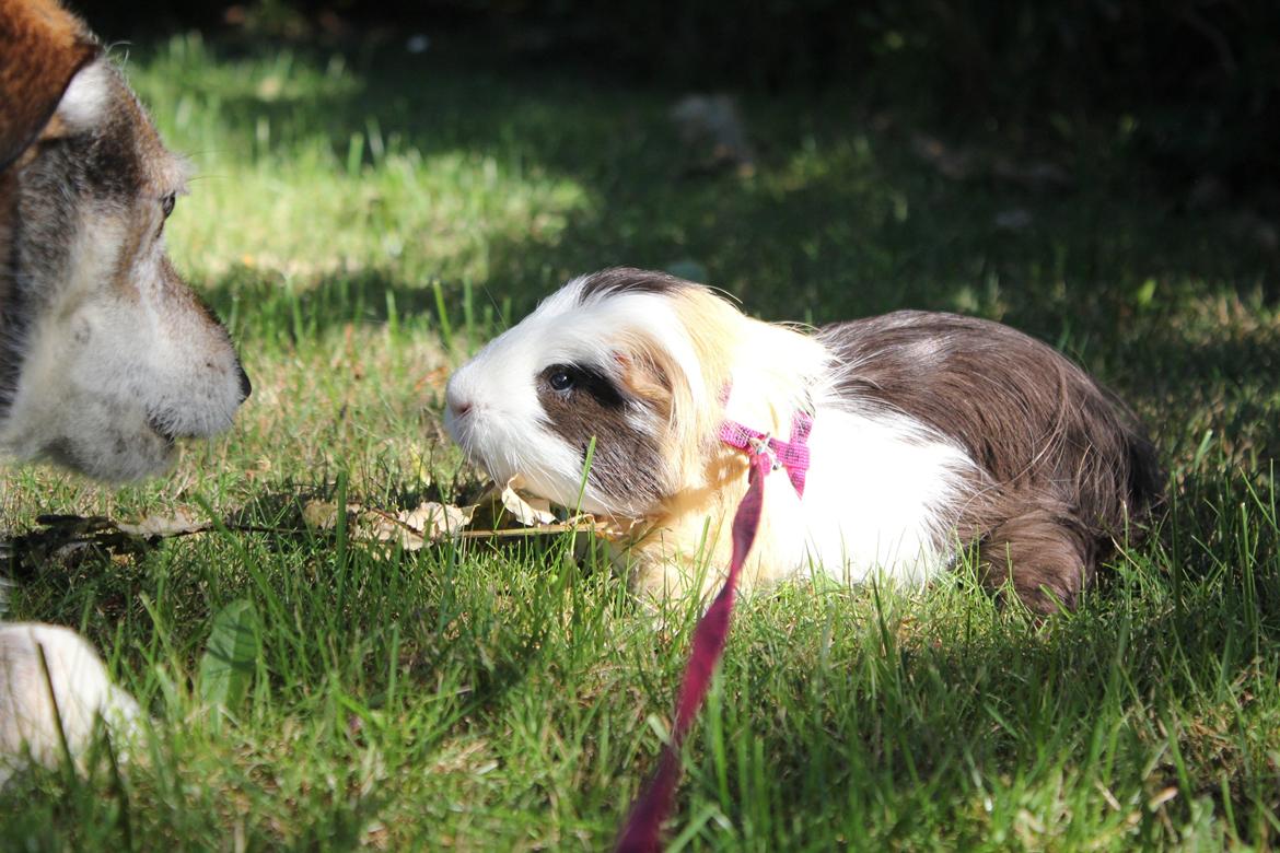 hund og marsvin hygge i sommerhuset  billede 26