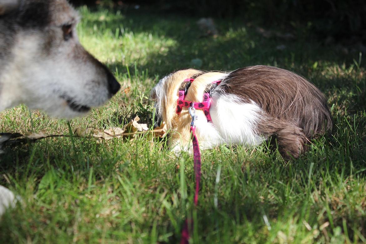 hund og marsvin hygge i sommerhuset  billede 27