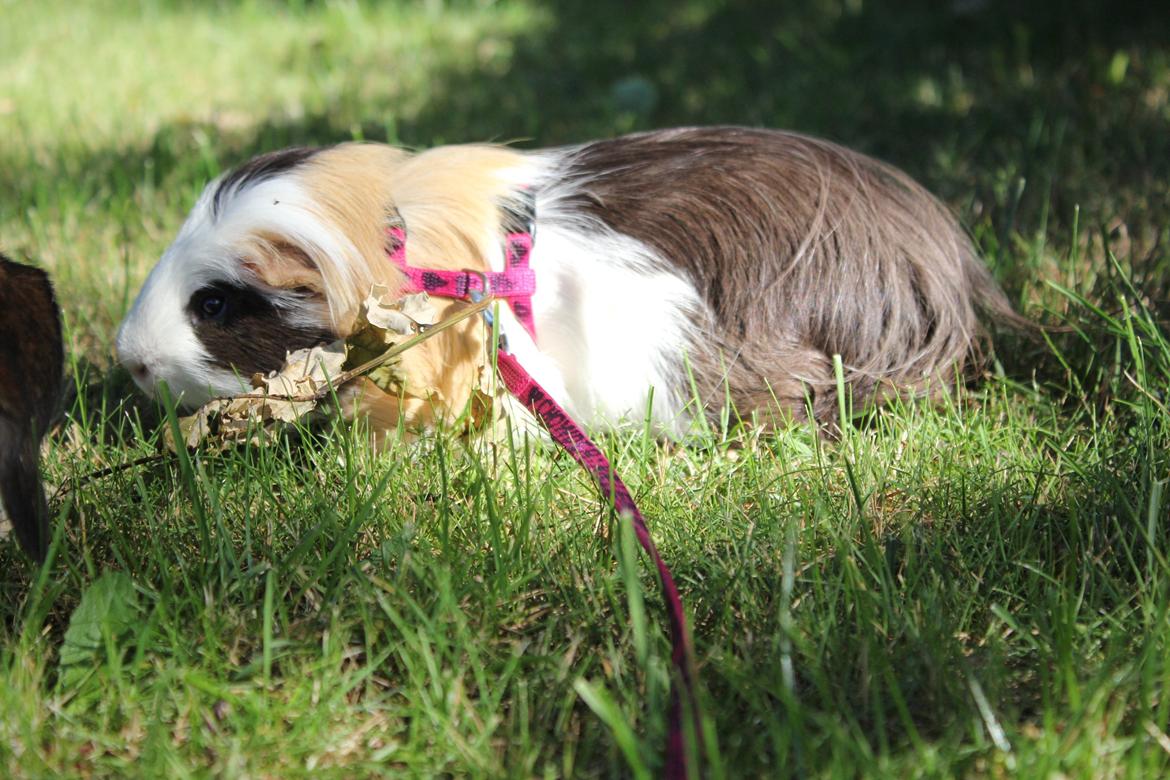 hund og marsvin hygge i sommerhuset  billede 28