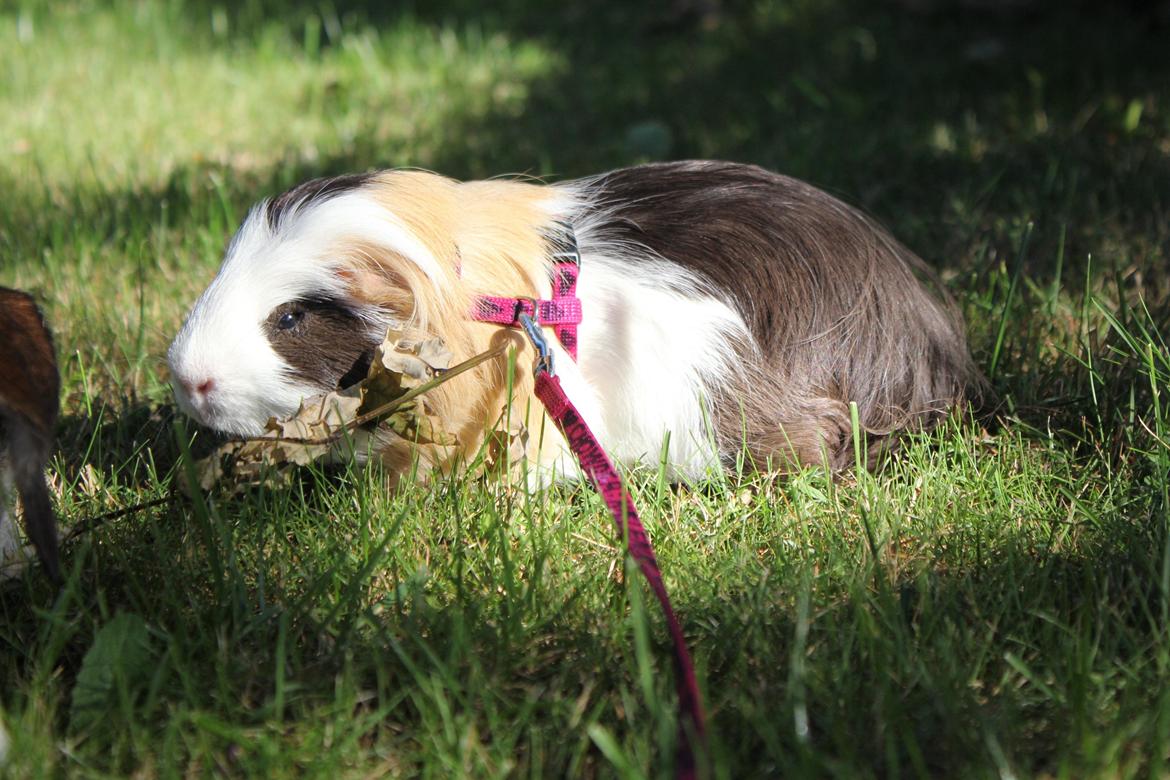 hund og marsvin hygge i sommerhuset  billede 29