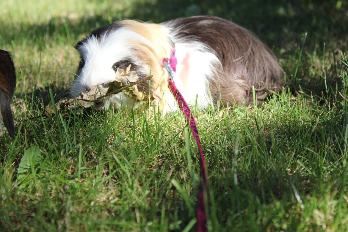 hund og marsvin hygge i sommerhuset  billede 30