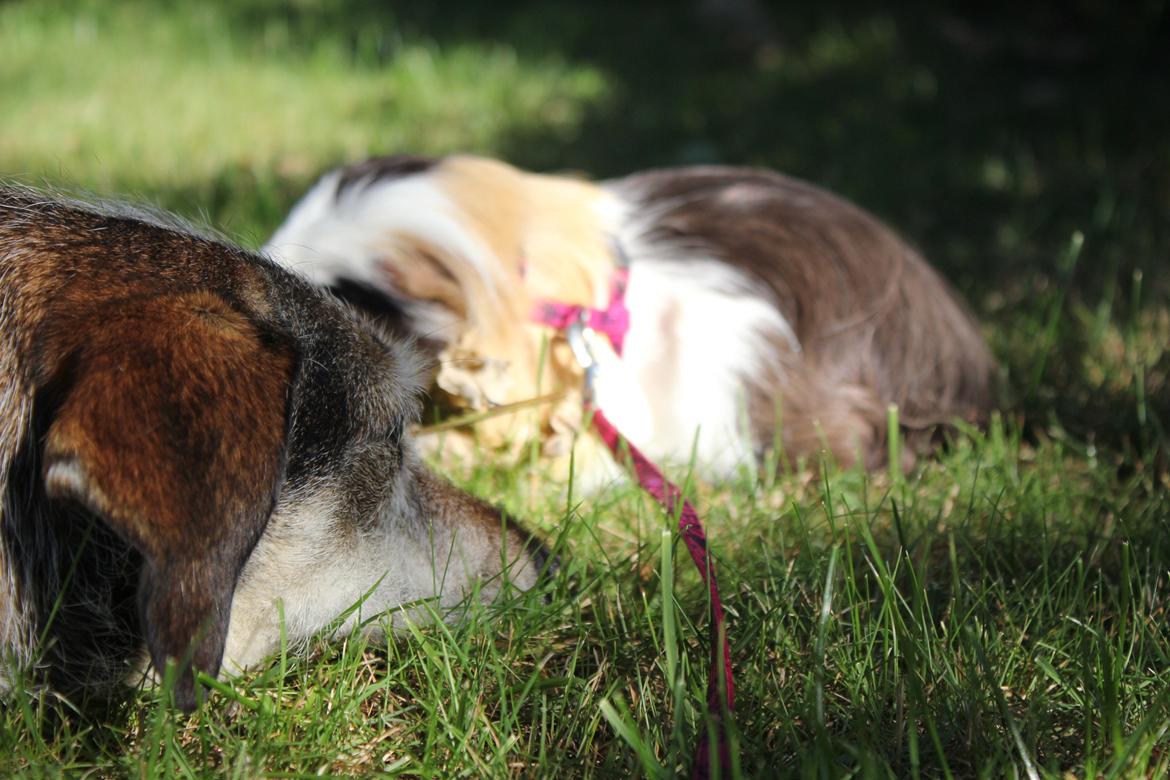 hund og marsvin hygge i sommerhuset  billede 31
