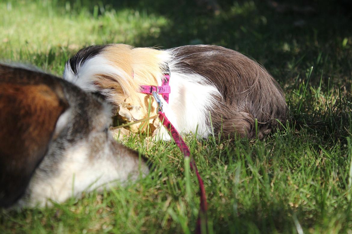 hund og marsvin hygge i sommerhuset  billede 32