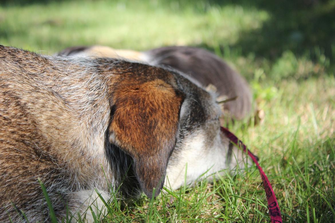 hund og marsvin hygge i sommerhuset  billede 33