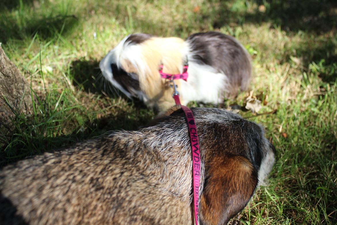 hund og marsvin hygge i sommerhuset  billede 34