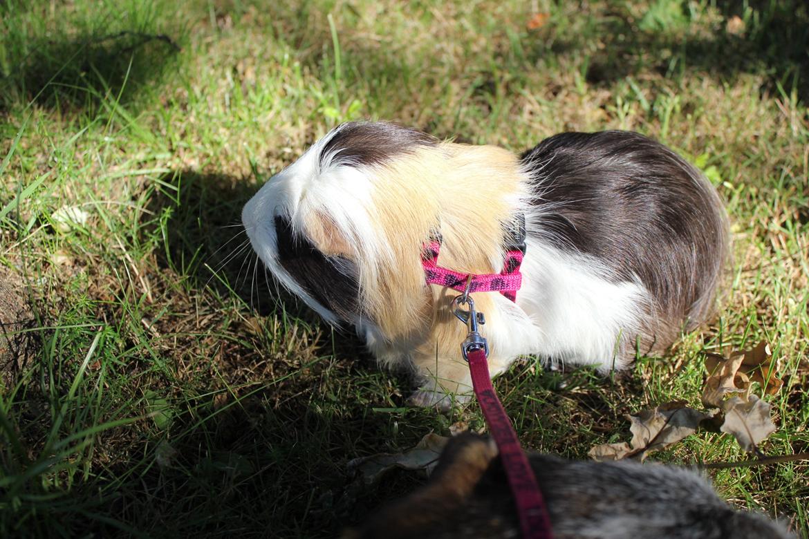 hund og marsvin hygge i sommerhuset  billede 35