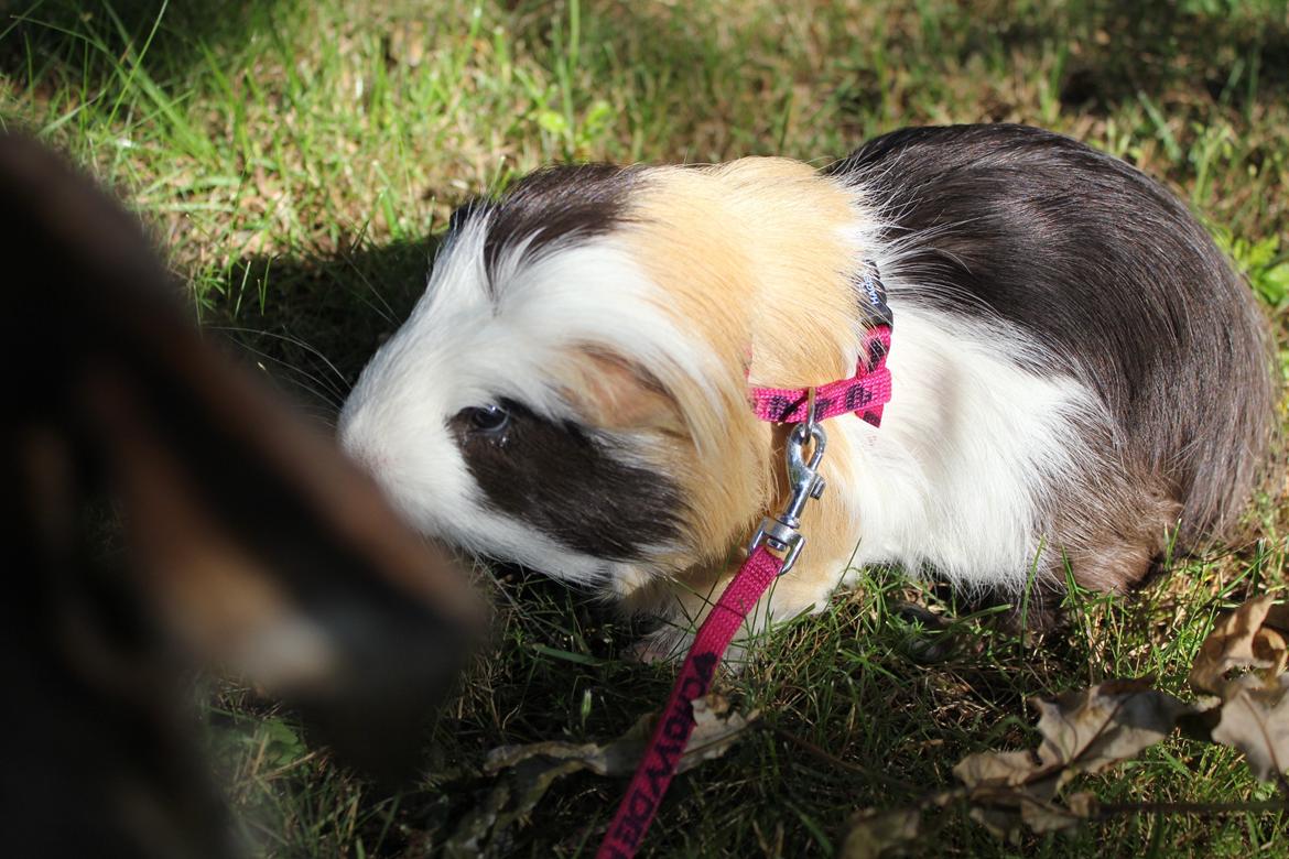 hund og marsvin hygge i sommerhuset  billede 36