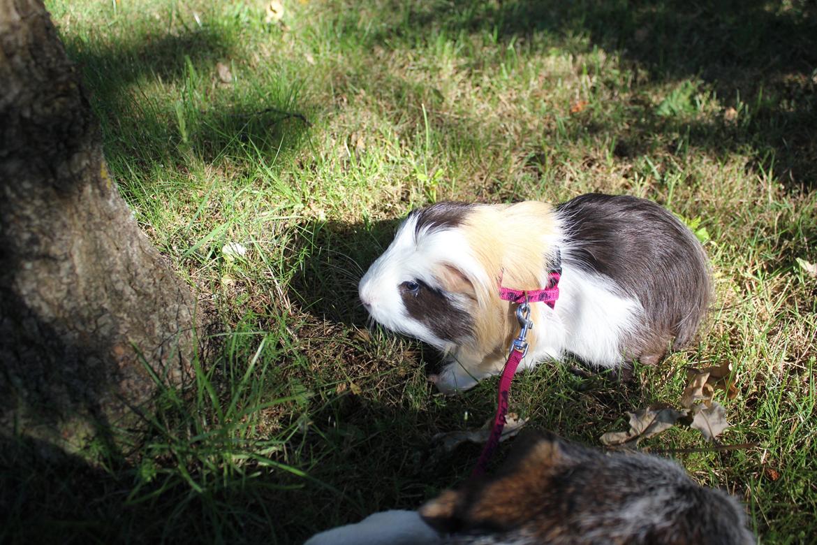 hund og marsvin hygge i sommerhuset  billede 37