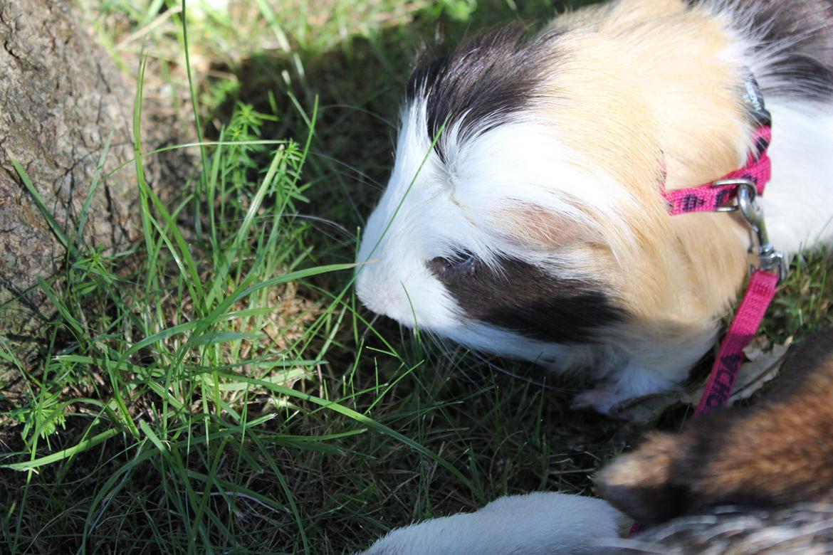hund og marsvin hygge i sommerhuset  billede 38