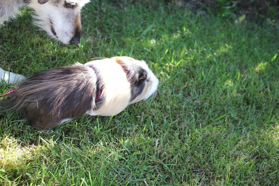 hund og marsvin hygge i sommerhuset  billede 39