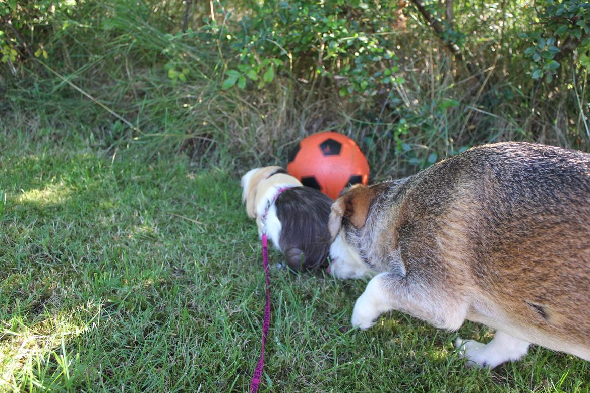 hund og marsvin hygge i sommerhuset  billede 40