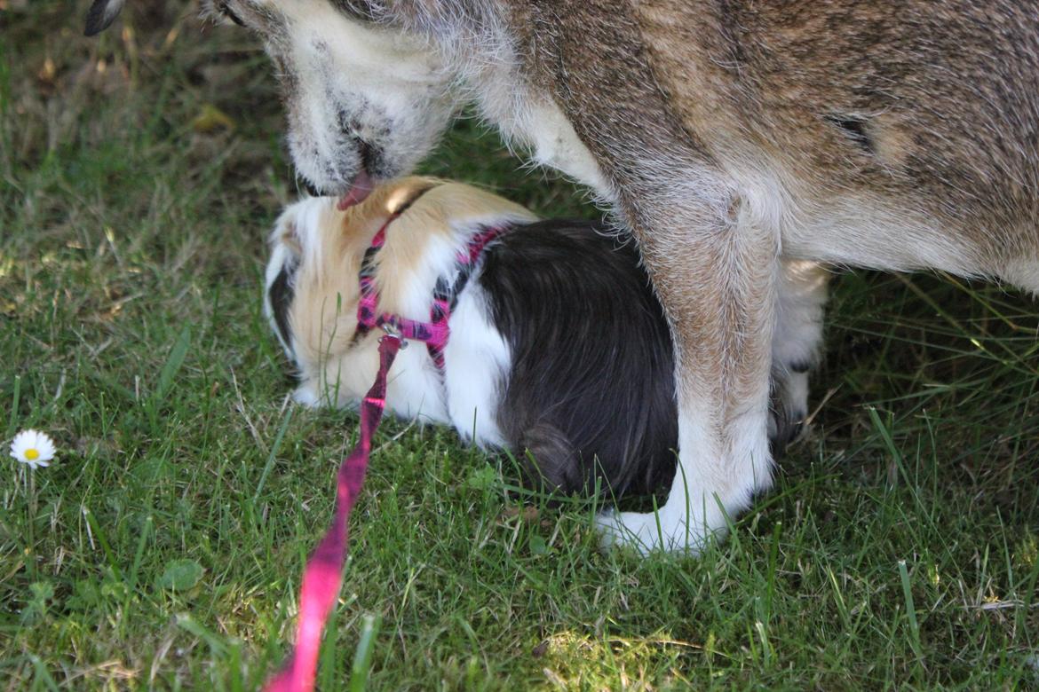 hund og marsvin hygge i sommerhuset  billede 41