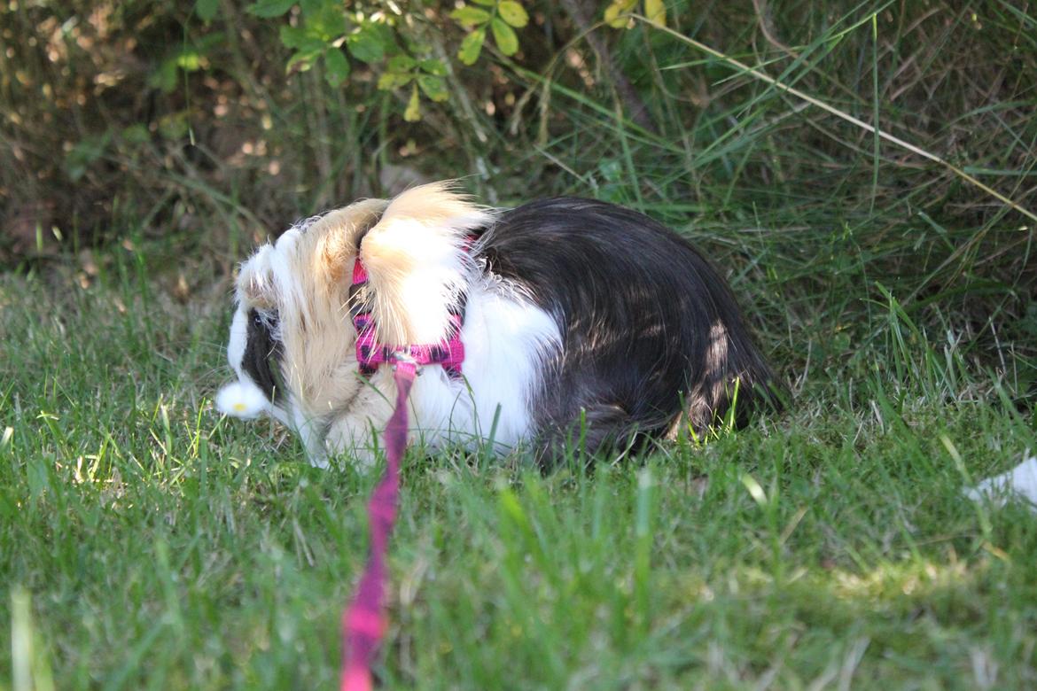 hund og marsvin hygge i sommerhuset  billede 42