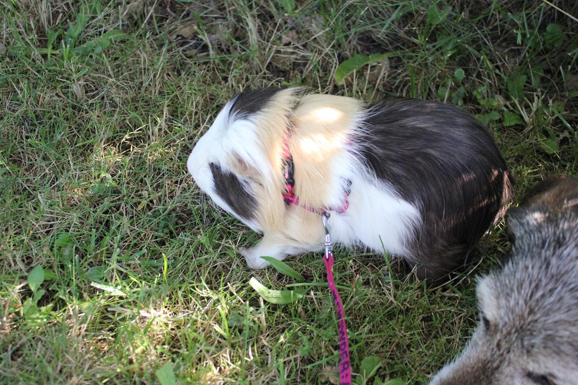 hund og marsvin hygge i sommerhuset  billede 43