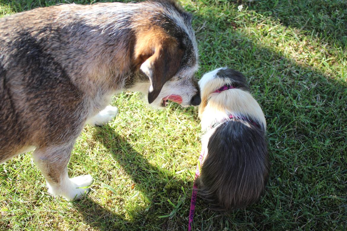 hund og marsvin hygge i sommerhuset  billede 44