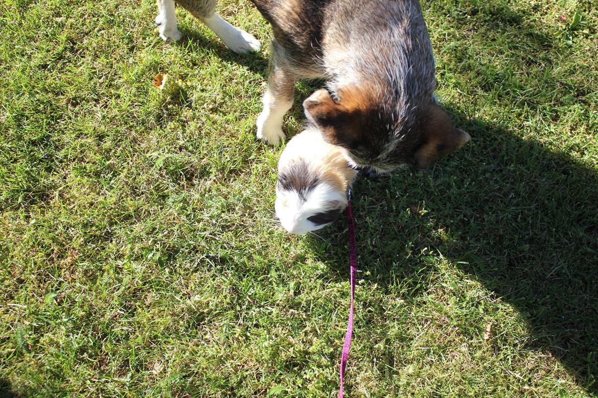 hund og marsvin hygge i sommerhuset  billede 45