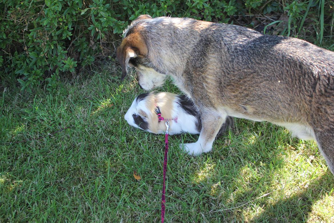 hund og marsvin hygge i sommerhuset  billede 46
