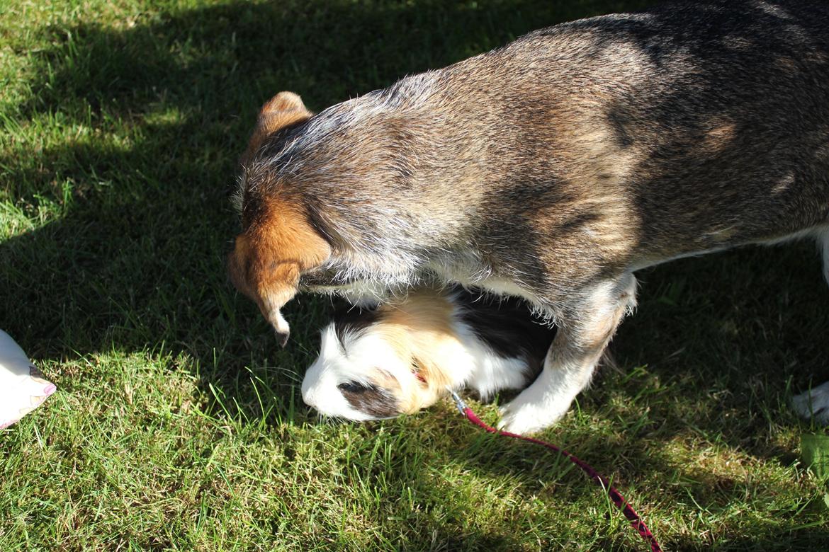 hund og marsvin hygge i sommerhuset  billede 47