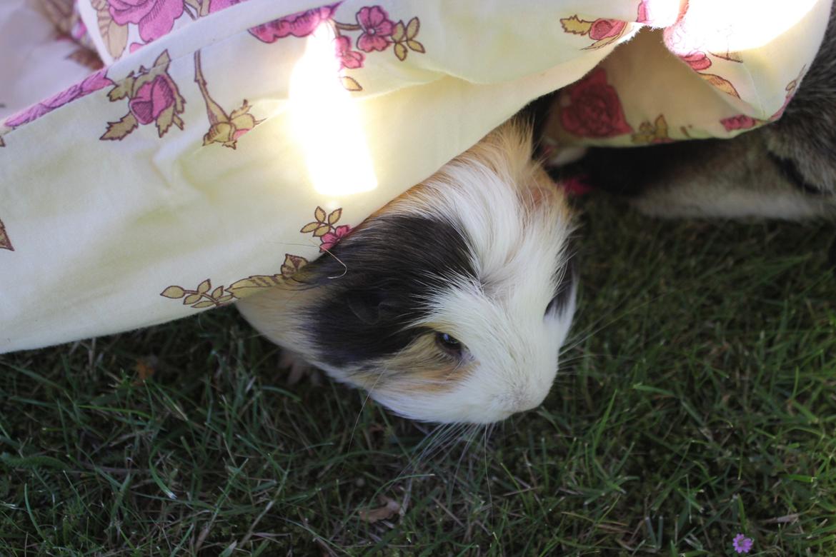 hund og marsvin hygge i sommerhuset  billede 48