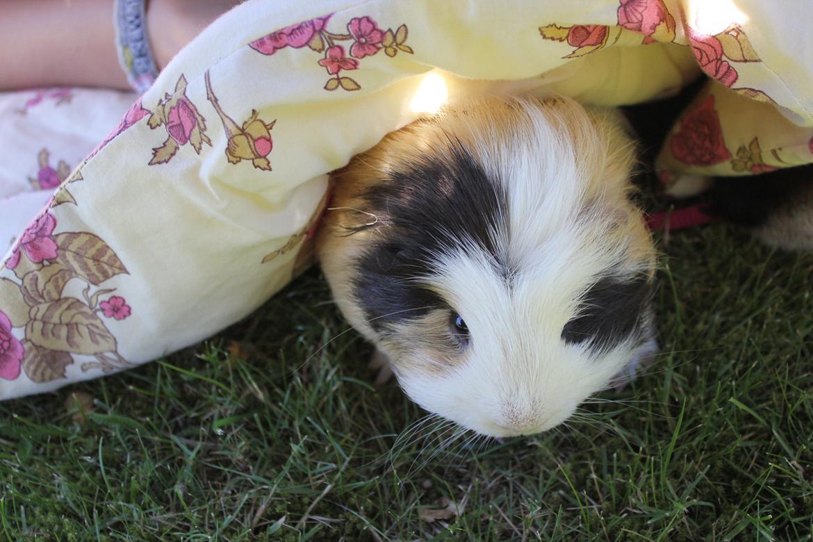 hund og marsvin hygge i sommerhuset  billede 49