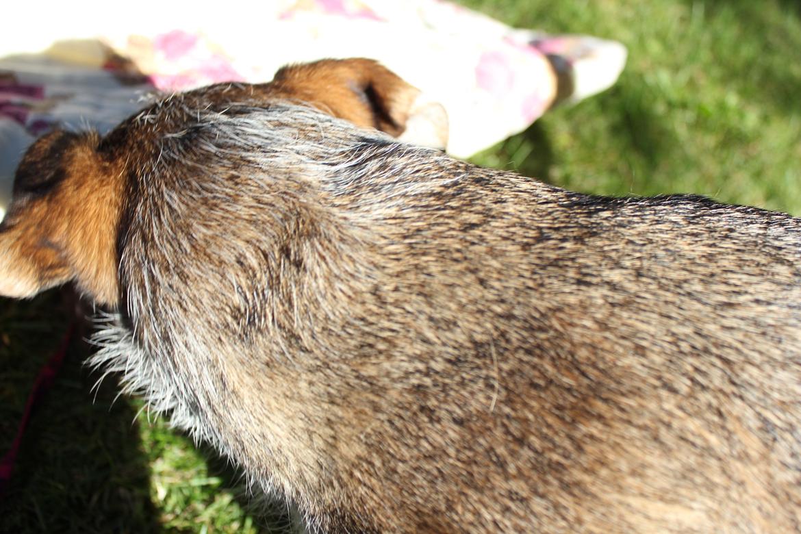 hund og marsvin hygge i sommerhuset  billede 50