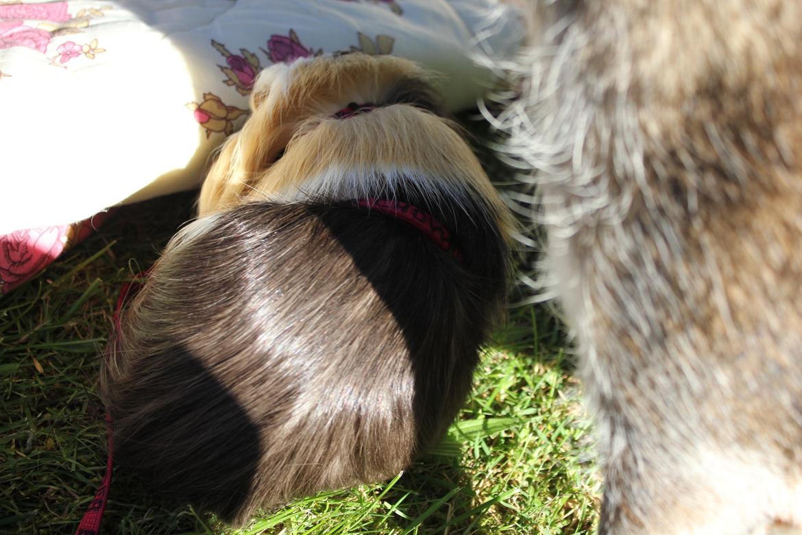 hund og marsvin hygge i sommerhuset  billede 51