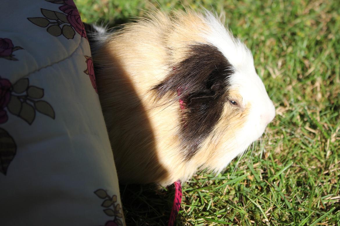 hund og marsvin hygge i sommerhuset  billede 52