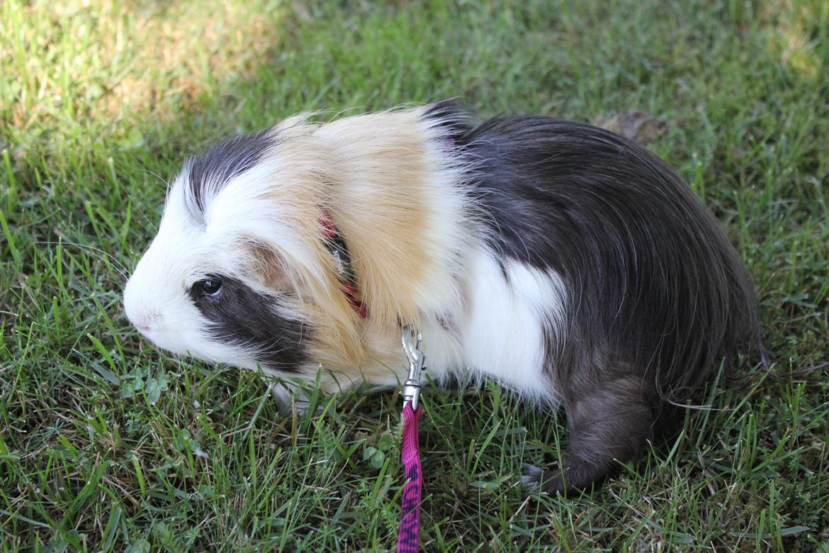 hund og marsvin hygge i sommerhuset  billede 53