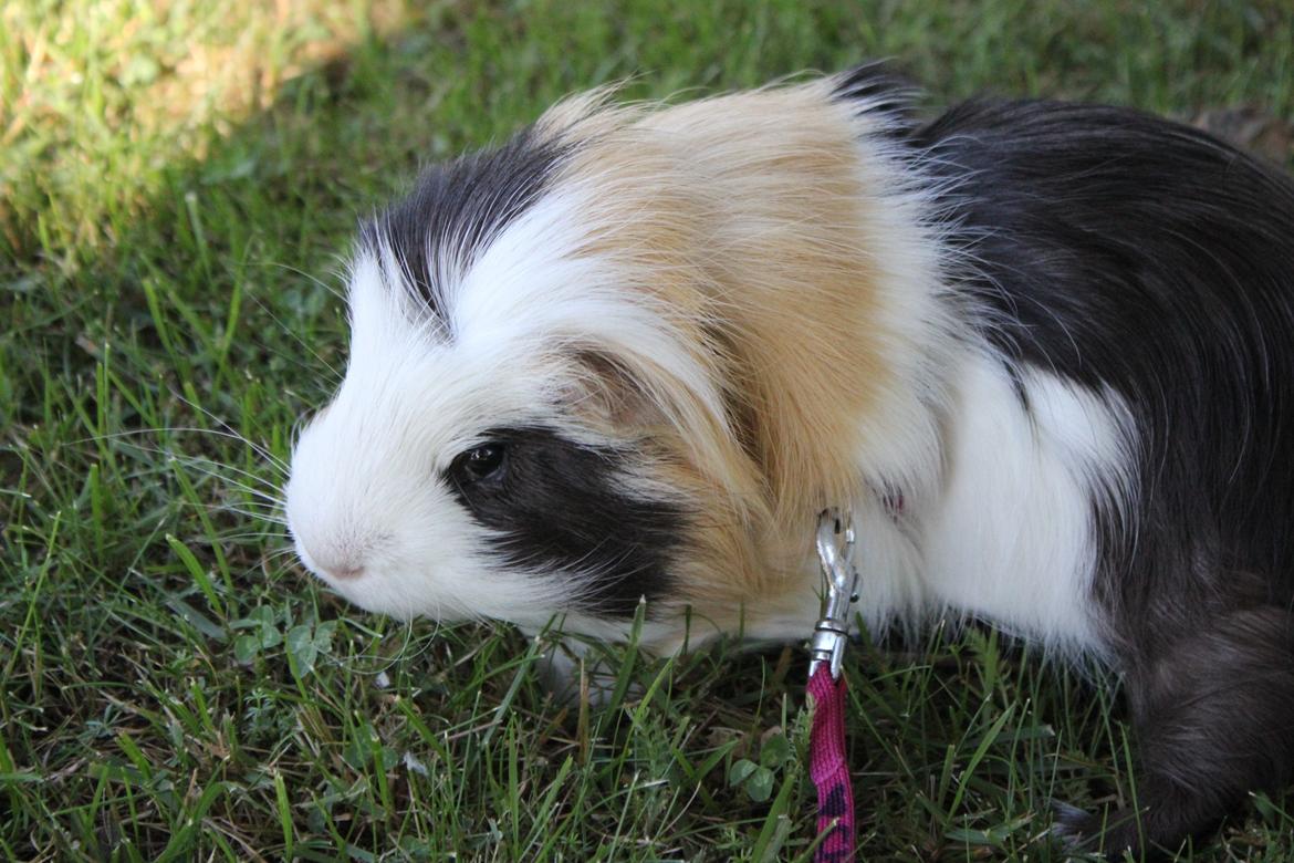 hund og marsvin hygge i sommerhuset  billede 54