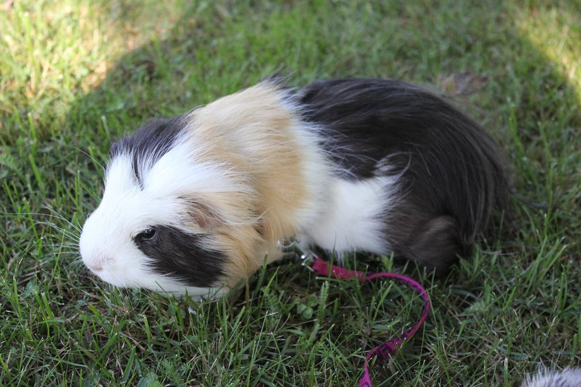 hund og marsvin hygge i sommerhuset  billede 55