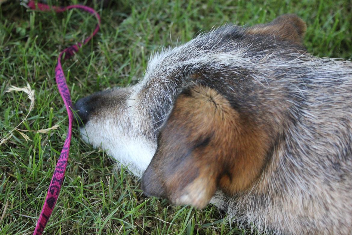 hund og marsvin hygge i sommerhuset  billede 56