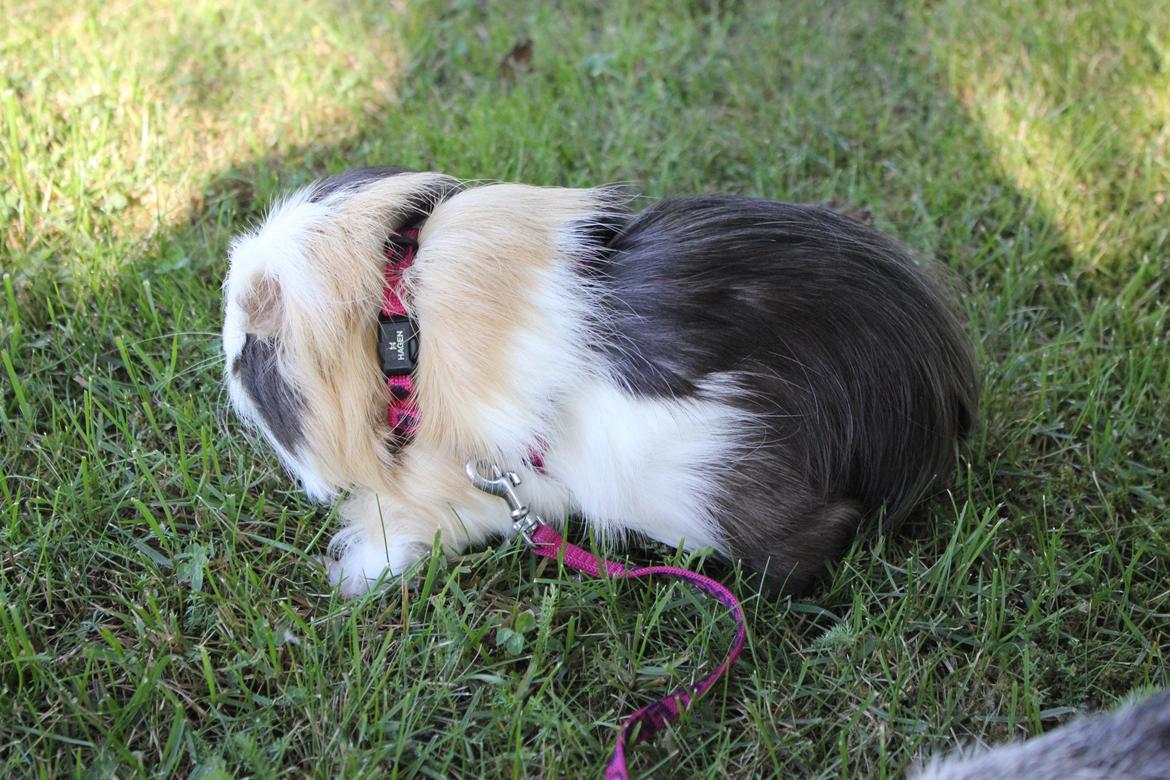 hund og marsvin hygge i sommerhuset  billede 57