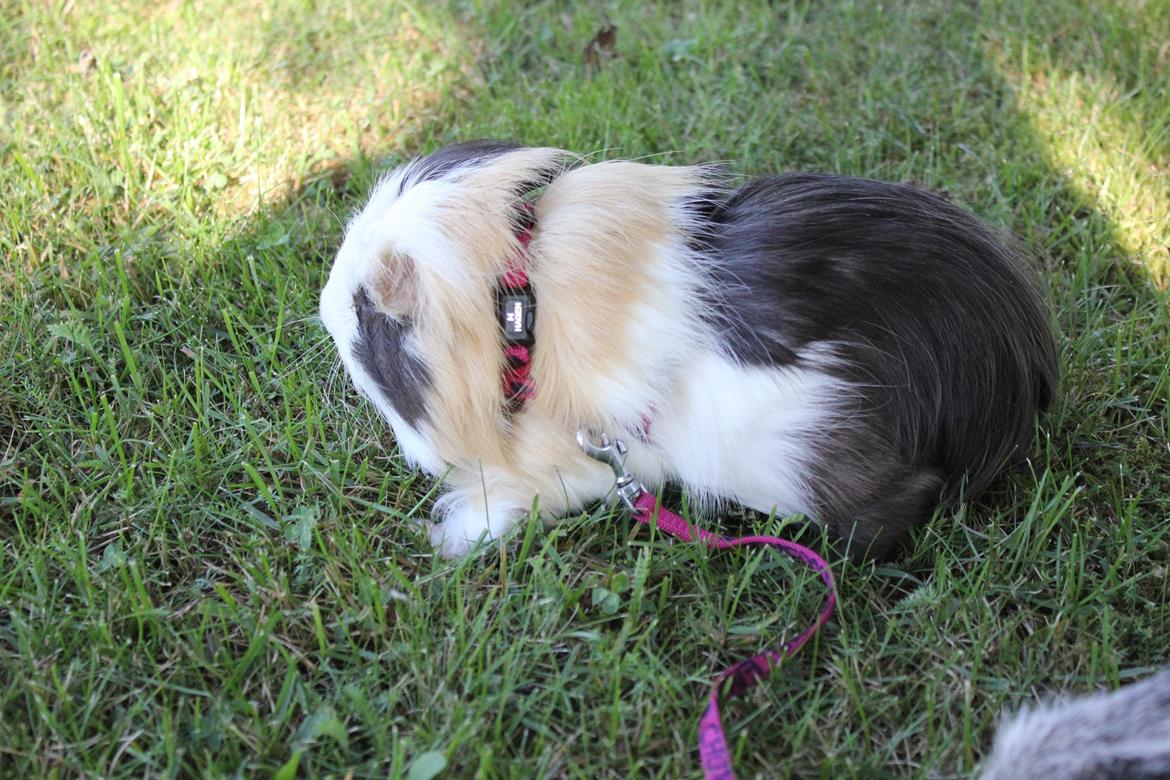 hund og marsvin hygge i sommerhuset  billede 58