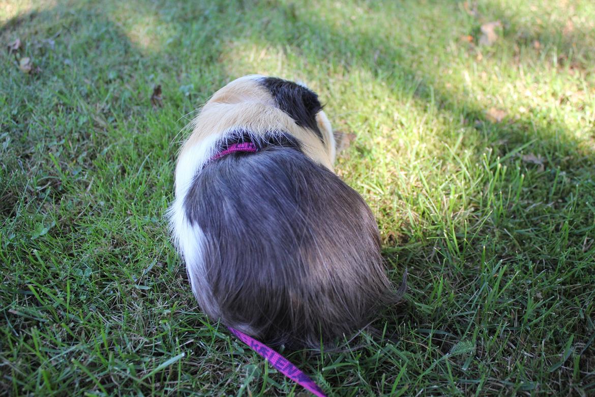 hund og marsvin hygge i sommerhuset  billede 59