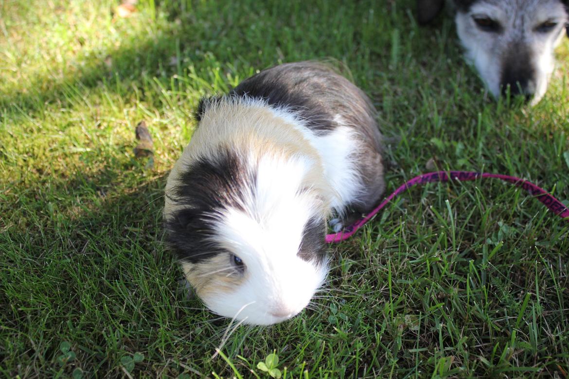 hund og marsvin hygge i sommerhuset  billede 60