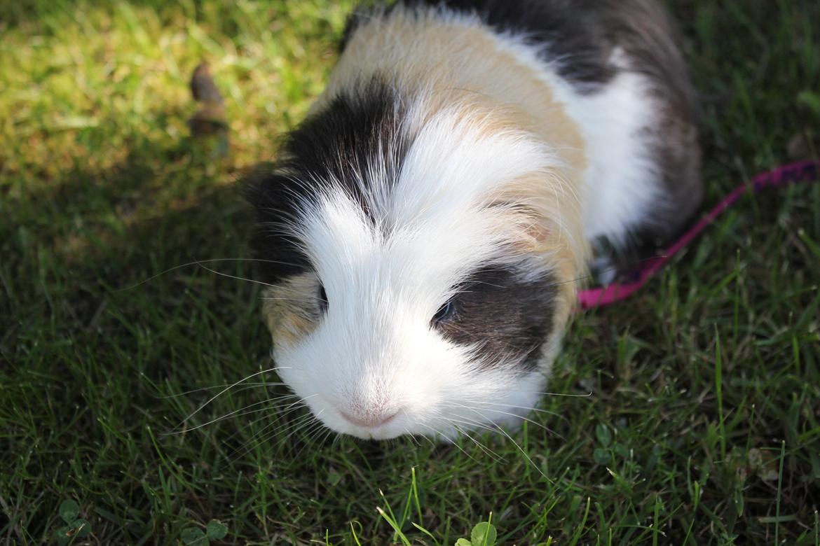 hund og marsvin hygge i sommerhuset  billede 61