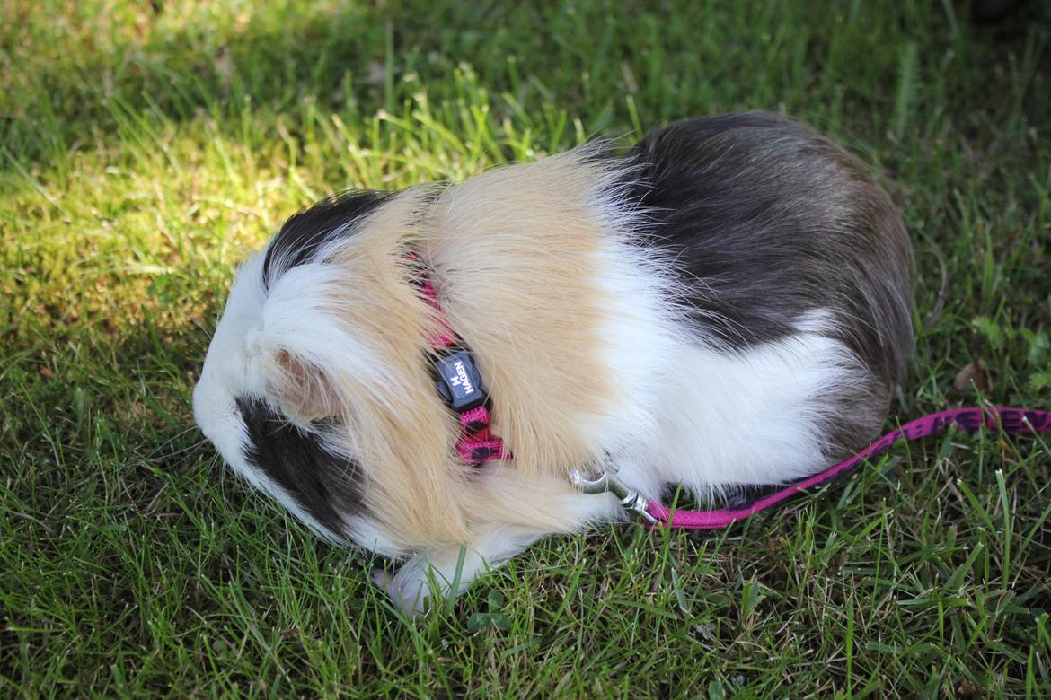 hund og marsvin hygge i sommerhuset  billede 62