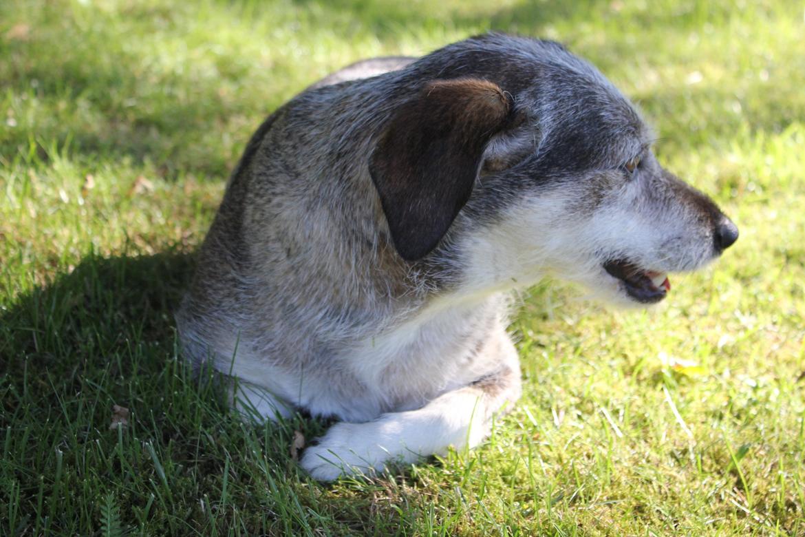 hund og marsvin hygge i sommerhuset  billede 63