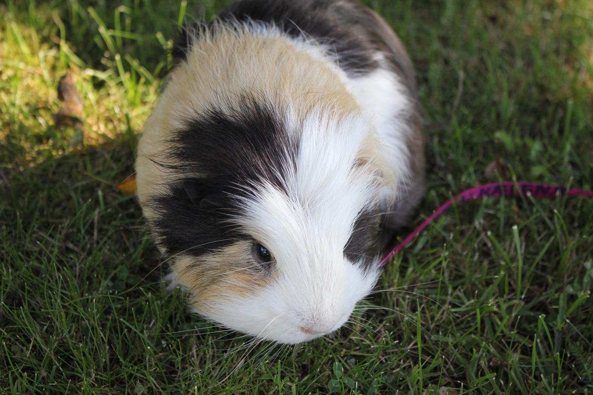 hund og marsvin hygge i sommerhuset  billede 64