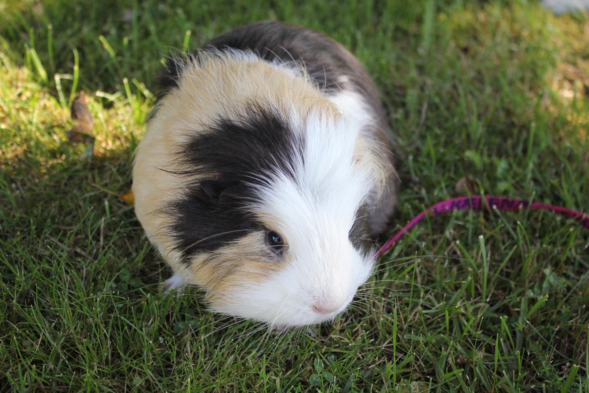 hund og marsvin hygge i sommerhuset  billede 65