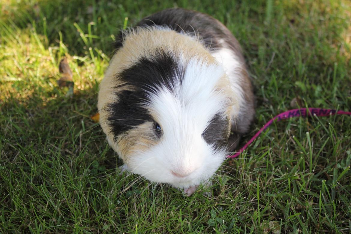 hund og marsvin hygge i sommerhuset  billede 66