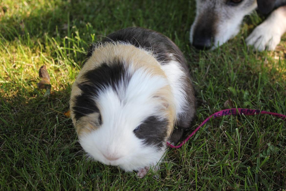 hund og marsvin hygge i sommerhuset  billede 67