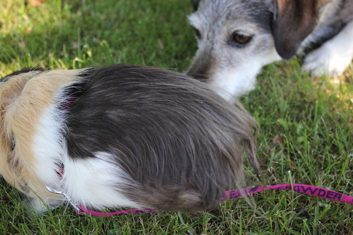 hund og marsvin hygge i sommerhuset  billede 68