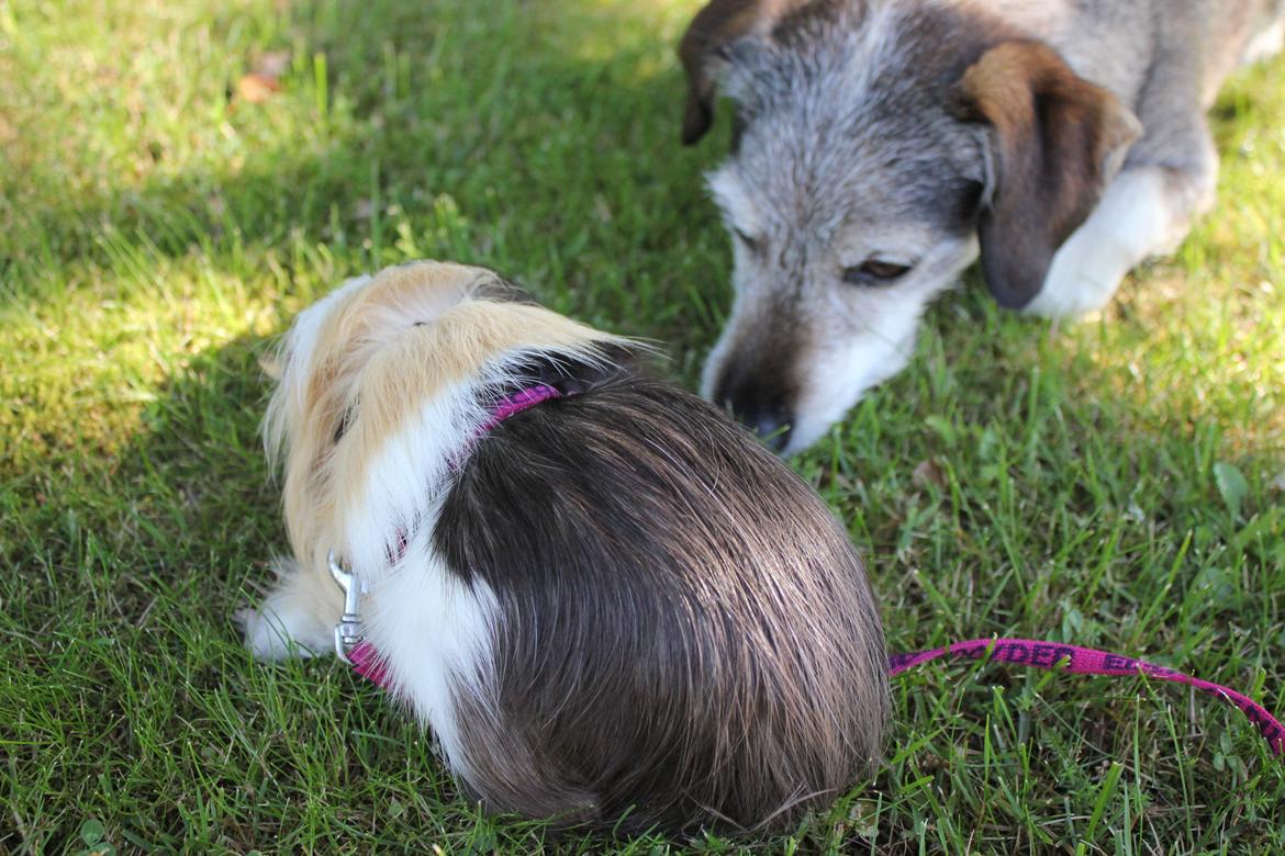 hund og marsvin hygge i sommerhuset  billede 69